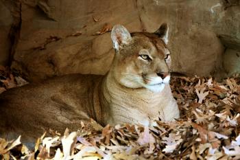 Mountain Lion Free Stock Photo - Public Domain Pictures