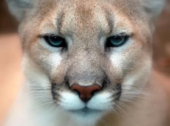 Mountain Lion Kills Cyclist In Rare Attack
