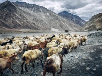 Free Images : wilderness, snow, mountain range, wildlife, herd ...