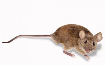 Insect & Mouse Prevention Plan | Rainbow Pest Experts
