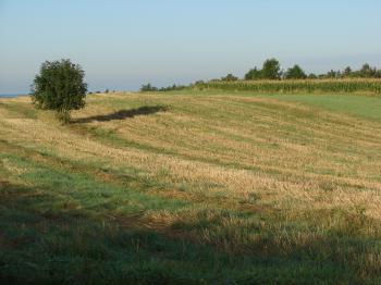 Mown Wheat Field