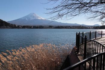 Mt Fuji, Reeds and Lake, Kawaguchiko