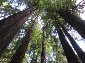 Muir Woods National Monument | DesignDestinations