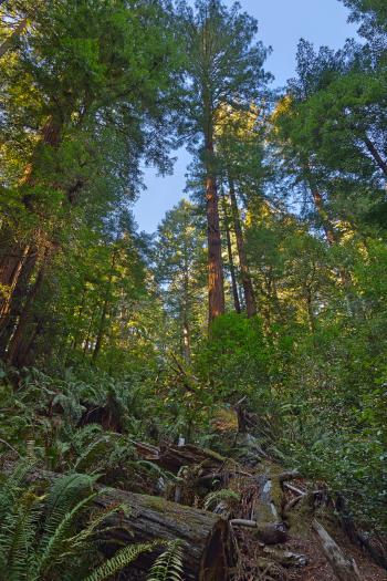 Muir Woods Scenery - HDR