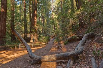 Muir Woods Trail - HDR