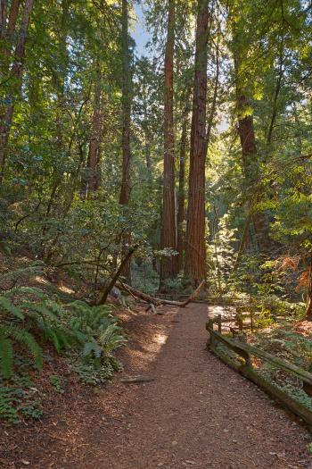 Muir Woods Trail - HDR