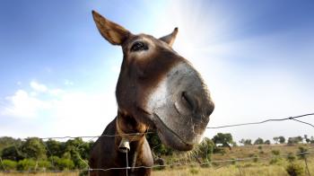 3-7-CH Mule closeup looking at camera | BrothersOfTheBook.com
