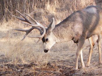 As Colorado's mule deer decline, so may conservation funding | CPR