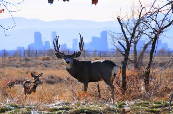 File:Mule-deer.jpg - Wikimedia Commons