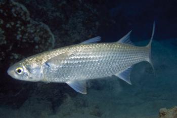 Mullet