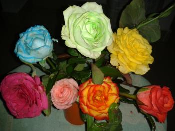 Multicolor Roses