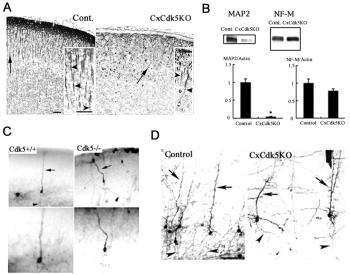 Cdk5 is required for multipolar-to-bipolar transition during radial ...