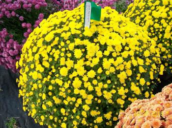 Mums Raleigh | Fall Plants in NC | Fairview Garden Center