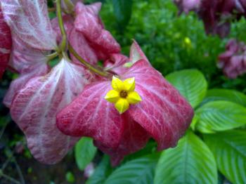 Musanda Flower