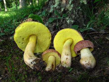 Natasha Mushroom 4 | Alaska Public Media