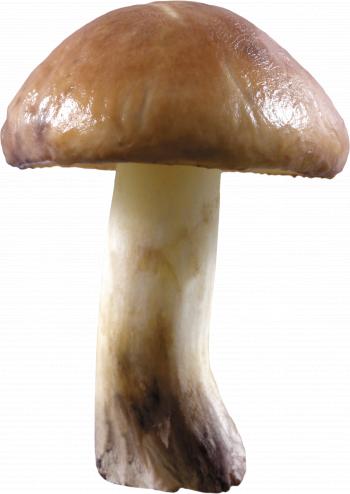 Mushroom One | Isolated Stock Photo by noBACKS.com