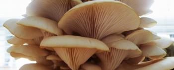 Mushrooms – Les Urbainculteurs