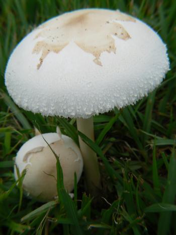 Mushroom bloom