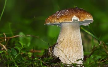 nature wallpaper tumblr, grass,mushroom, closeup,cool images, fresh ...
