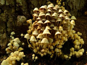 Late Summer Along The Reservoir | Central Ohio Nature