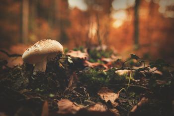 Mushroom in Autumn