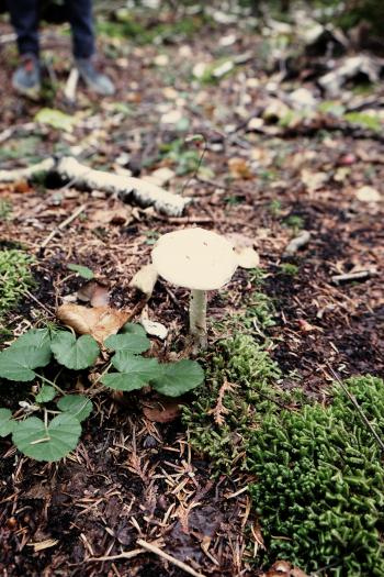 Mushroom in autumn