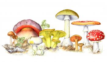 Wild Mushrooms & Functional Fungi: December 4th, 2015 – March 20th ...