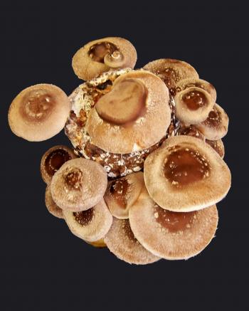 100 Shiitake Mushroom Plugs – Lentinus edodes – Gourmet Mushroom ...