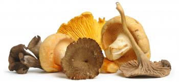 Fresh Wild Mushrooms - Mikuni Wild Harvest