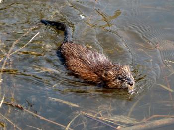 File:Muskrat swimming Ottawa.jpg - Wikimedia Commons