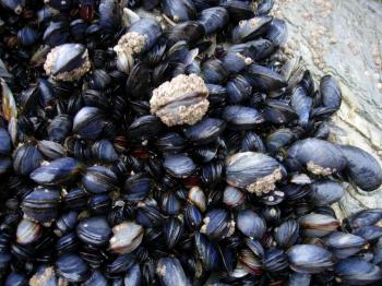 File:CornishMussels.JPG - Wikimedia Commons