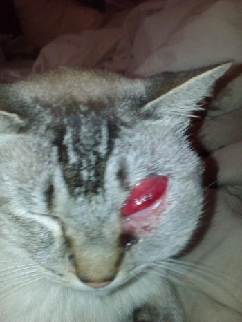 My cat was very sick - Album on Imgur