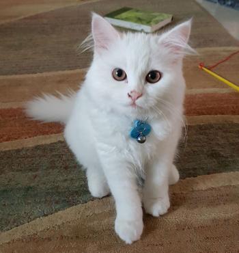 He is my first ever pet cat and I wanted to show off.Named him Percy ...