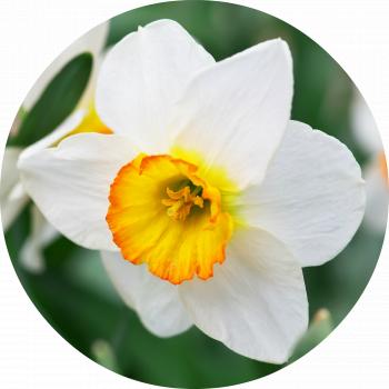 Narcissus Absolute - Living Libations
