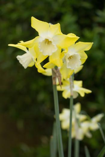 Narcissus Pipit | Avon Bulbs