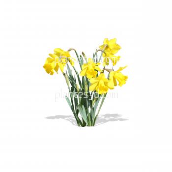 Narcissus-Jonquil