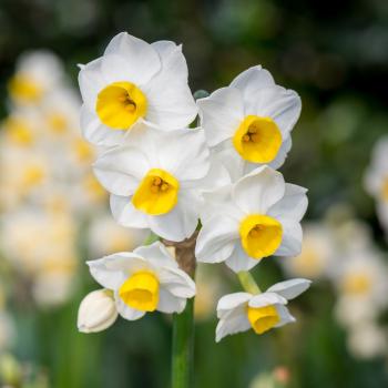 Narcissus Avalanche – Easy To Grow Bulbs