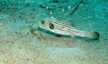 File:Narrow-lined Puffer (Arothron manilensis) (6053437158).jpg ...