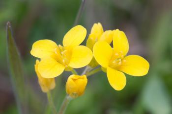 File:Nashville mustard.jpg - Wikimedia Commons
