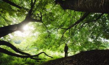 Ideas about Nature