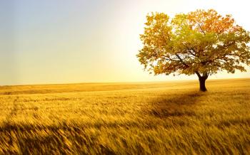 Free Nature Wallpapers Phone « Long Wallpapers