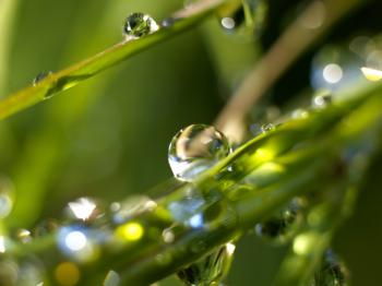 Rain drops Wallpaper Plants Nature Wallpapers in jpg format for free ...