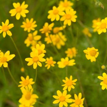Nature in Neighborhoods grants | Metro