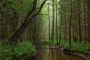 Nature reserve - Wikipedia