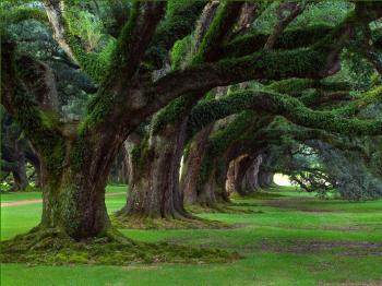 beauty of nature: images of nature