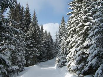 Winter Path Wallpaper Winter Nature Wallpapers in jpg format for ...