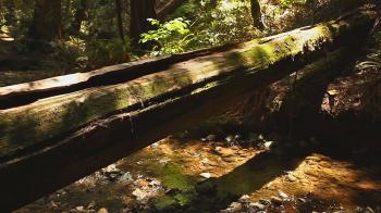 Peaceful Forest Creek" Still Nature Scene Endless Video Background ...