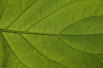Nature Leaves Background Eight | Photo Texture & Background