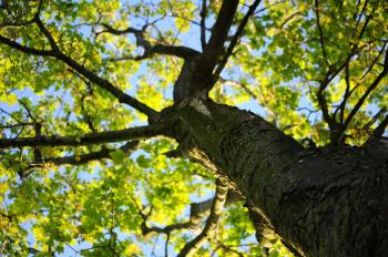 Free stock photo of bark, leaves, maple
