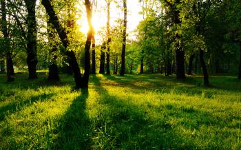 Sun Between Trees Wallpaper Landscape Nature Wallpapers in jpg ...